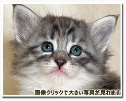 ノルウェージャンフォレストキャット