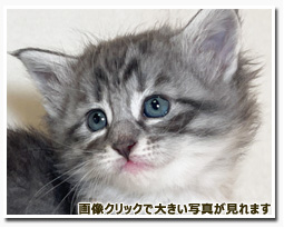 ノルウェージャンフォレストキャット