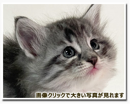 ノルウェージャンフォレストキャット