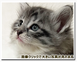 ノルウェージャンフォレストキャット