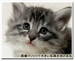 ノルウェージャンフォレストキャット