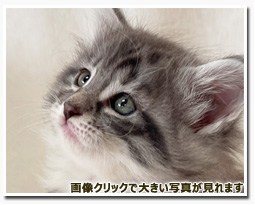 ノルウェージャンフォレストキャット