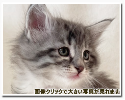 ノルウェージャンフォレストキャット