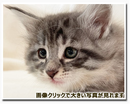 ノルウェージャンフォレストキャット