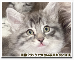 ノルウェージャンフォレストキャット