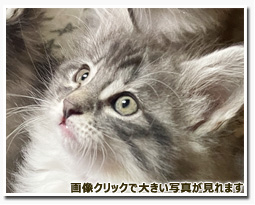 ノルウェージャンフォレストキャット