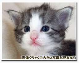 ノルウェージャンフォレストキャット