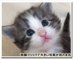 ノルウェージャンフォレストキャット