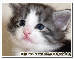 ノルウェージャンフォレストキャット