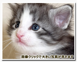 ノルウェージャンフォレストキャット