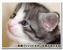 ノルウェージャンフォレストキャット