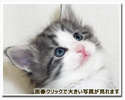 ノルウェージャンフォレストキャット