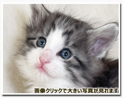 ノルウェージャンフォレストキャット