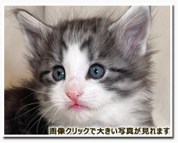 ノルウェージャンフォレストキャット