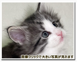 ノルウェージャンフォレストキャット