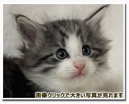 ノルウェージャンフォレストキャット