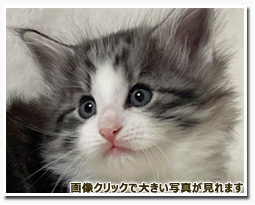 ノルウェージャンフォレストキャット