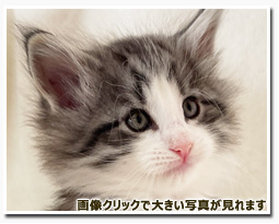 ノルウェージャンフォレストキャット