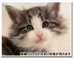 ノルウェージャンフォレストキャット