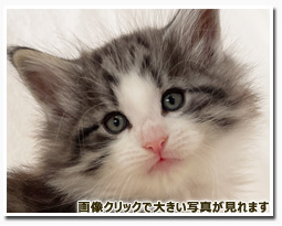 ノルウェージャンフォレストキャット