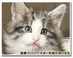 ノルウェージャンフォレストキャット