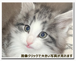 ノルウェージャンフォレストキャット