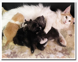 ノルウェージャンフォレストキャット