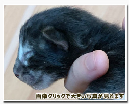 ノルウェージャンフォレストキャット