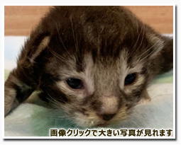 ノルウェージャンフォレストキャット