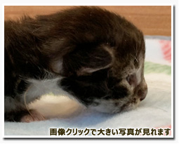 ノルウェージャンフォレストキャット