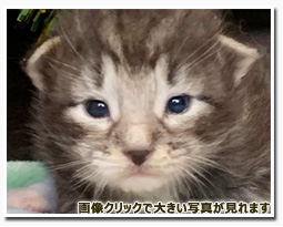 ノルウェージャンフォレストキャット