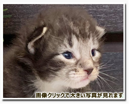 ノルウェージャンフォレストキャット