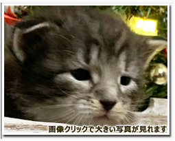 ノルウェージャンフォレストキャット