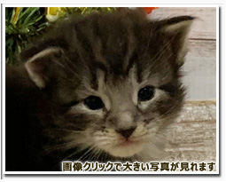 ノルウェージャンフォレストキャット