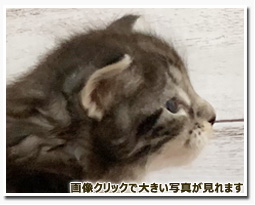 ノルウェージャンフォレストキャット