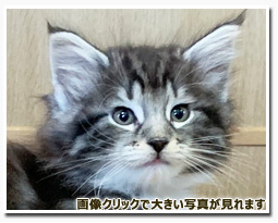 ノルウェージャンフォレストキャット