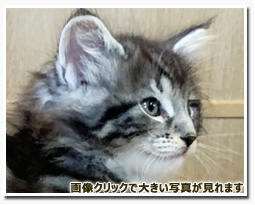 ノルウェージャンフォレストキャット