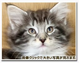 ノルウェージャンフォレストキャット