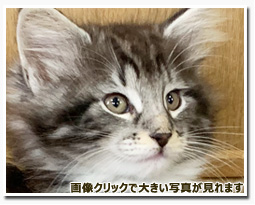 ノルウェージャンフォレストキャット