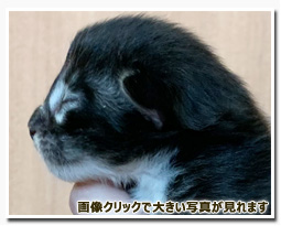 ノルウェージャンフォレストキャット