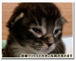 ノルウェージャンフォレストキャット