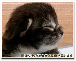 ノルウェージャンフォレストキャット