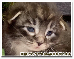 ノルウェージャンフォレストキャット