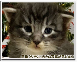 ノルウェージャンフォレストキャット