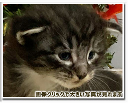 ノルウェージャンフォレストキャット