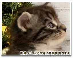 ノルウェージャンフォレストキャット