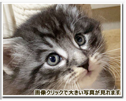 ノルウェージャンフォレストキャット