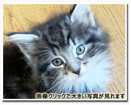 ノルウェージャンフォレストキャット