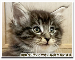 ノルウェージャンフォレストキャット