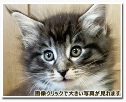 ノルウェージャンフォレストキャット